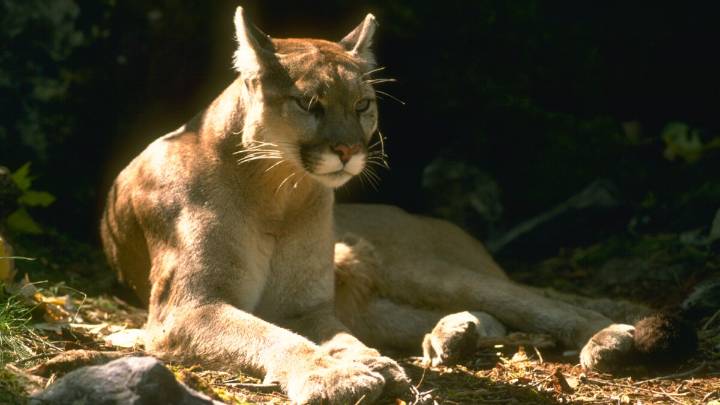 Mountain lion attacks 11-year-old girl in Malibu, then chases her mother