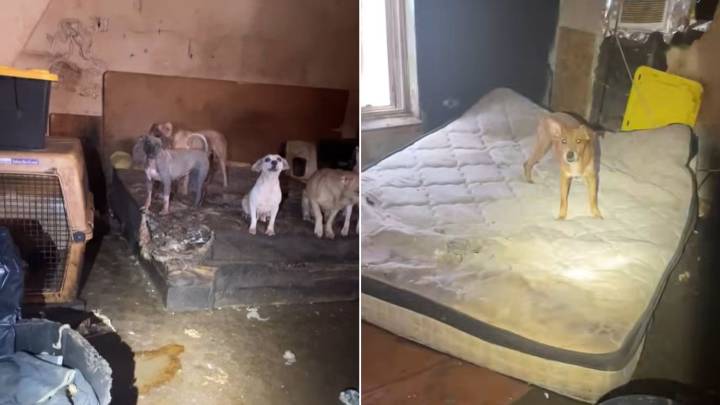 Texas Rescuers Are Devastated After Finding 19 Dogs Trapped In A ‘House Of Horrors’