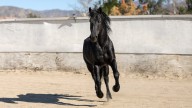 Así es como se le llama la cría del caballo y la burra: casi nadie conoce el nombre correcto