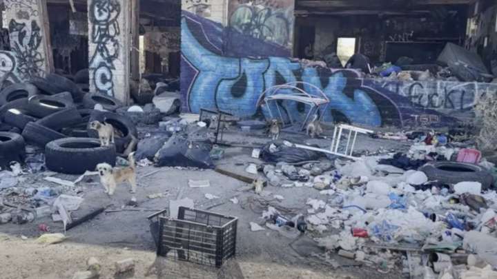 Shock As Rescuers Discover 16 Helpless Dogs Abandoned In California Desert, Pleading For Help