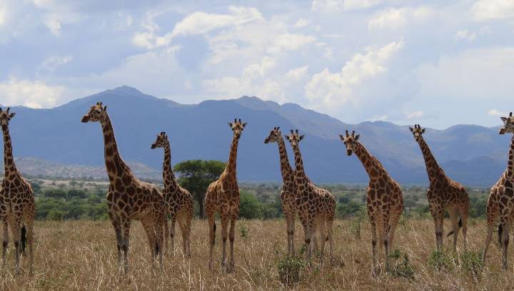 Giraffes Are Four Species As "Distinct As Brown And Polar Bears", Experts Say
