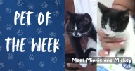 Pet(s) of the Week: Meet Mickey and Minnie!