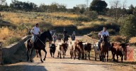 Aldeadávila de la Ribera despide sus tradicionales encierros a caballo mimando a los Valrubio en su manejo hasta la plaza