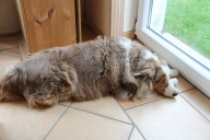 Dog's Reaction When 'Wrong Human' Comes Home Has Internet in Stitches