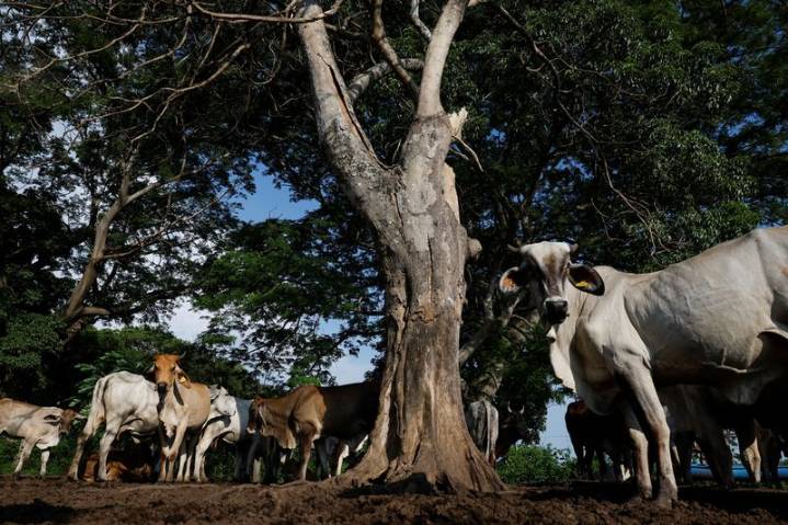 Mexican ranchers hit by flesh-eating screwworm want action on cattle smuggling