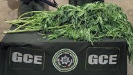 Retiran planta de marihuana sembrada en las calles de Prados
