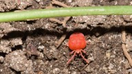 Get chigger bites walking in the Georgia woods? Here's how to treat them