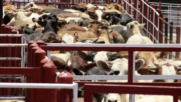 Ganaderos de Sonora acumulan 120 mil reses sin exportarse por cierre de frontera