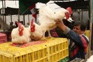 Perú concreta primera exportación de aves tras recuperar estatus sanitario
