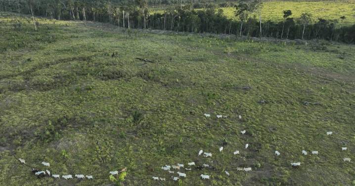 Brazil cracks down on illegal cattle, JBS among penalized meatpackers