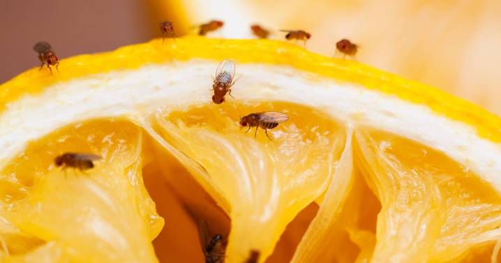 Tackle fruit fly infestations with 2-ingredient trap that 'kills them instantly'