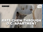 Rat infestation led to chewed up pipes, walls and floors in Washington, D.C. apartment