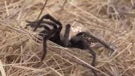 Tarantula 'invasion' underway in New Mexico as mating season begins