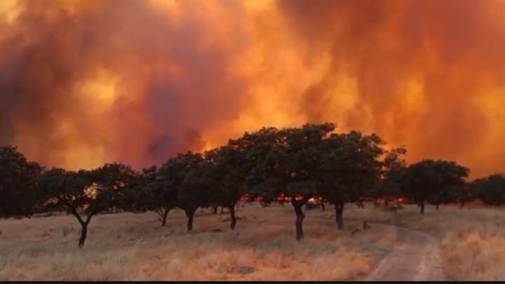 La UME se incorpora a las tareas de extinción del incendio de Pallares