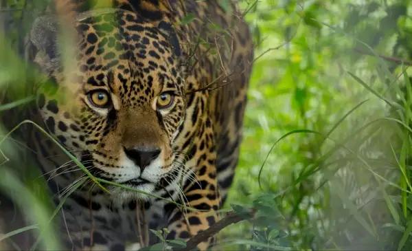 Comenzó el histórico juicio por la caza de un yaguareté: los detalles
