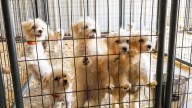 Foster homes needed for 50 to 60 Maltese dogs after animal cruelty rescue