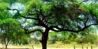 Ocho ecosistemas frágiles de Piura, Pasco y Madre de Dios obtienen seguridad jurídica