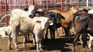 Beltrones exige cierre de frontera sur ante pérdidas millonarias por exportación de ganado