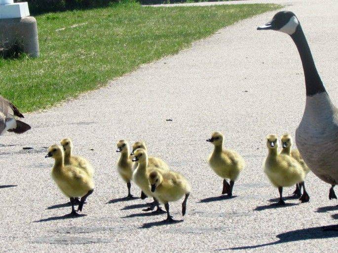 Sault Star journalists pick their top stories of the past week