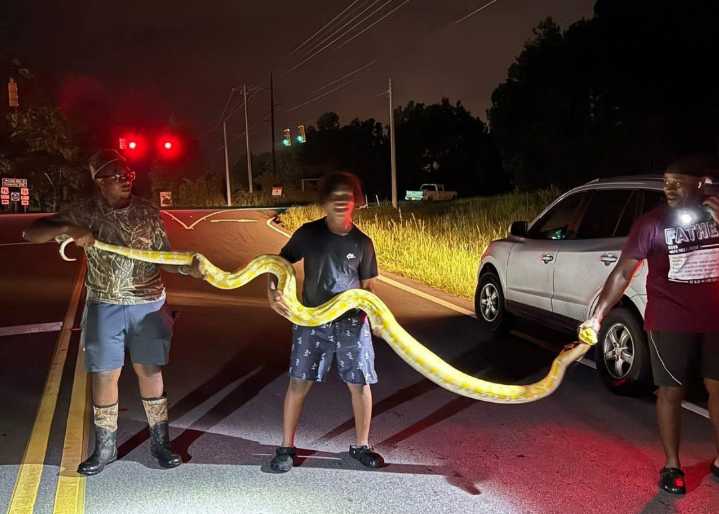 Capturan una enorme serpiente en Carolina del Sur