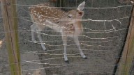 Exotic petting zoo in Seminole releases all its animals to save them from fire