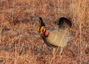 Endangered species listing vacated for the Lesser Prairie Chicken