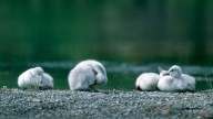 SNAPPED: Trumpeter swan cygnets thriving in GTNP