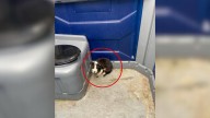 Eight-Week-Old Pup Left In Indiana Porta-Potty Finds Promise Of A Brighter Future