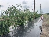 SDSU researches fungal disease ruining some of the region's hottest peppers