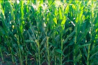 Productores proyectan una favorable campaña del maíz