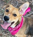 This week’s Galveston County Animal Resource Center Pets of the Week are Lucian and Sunkist.