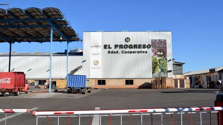 El Progreso prevé recoger 78 millones de kilos de uva, un 20% menos que en 2024