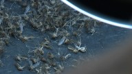 Person hospitalized with West Nile virus, first human case in Utah this year