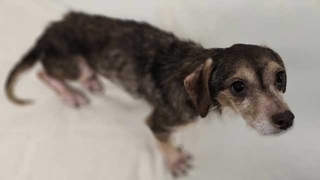 18 dogs found running in road in South Carolina