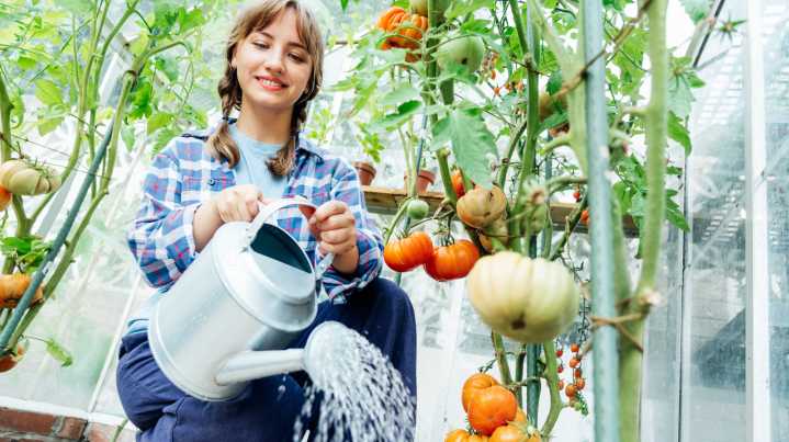 Key Watering Tips You're Missing For Bigger, Healthier Tomatoes
