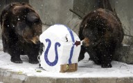 'Beloved' Axhi, the brown bear, euthanized at Brookfield Zoo