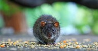 Towson's rat problem addressed by Baltimore County officials after WJZ report