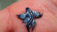 Tourists banned from another popular Spanish beach as killer ‘blue dragons’ swarm after Costa Blanca invasion