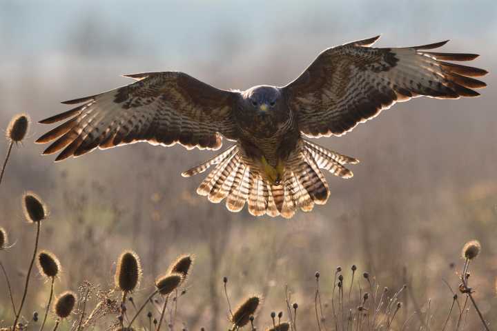 How the acrobatic buzzard survived persecution to become one of Britain's best avian hunters