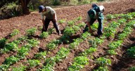 El producto estrella del Perú que lidera las exportaciones y superó a Chile como principal productor mundial: crece al 122% anual