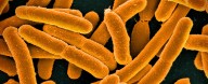 Scientists Have Just Created The Most Synthetic Life Form Ever