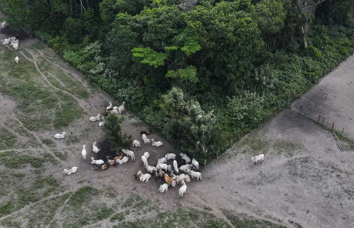 Incautan en Brasil 7.000 cabezas de res criadas en áreas embargadas por deforestación