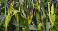 Wet week in Iowa followed by 2nd wettest July on record limits fieldwork for farmers