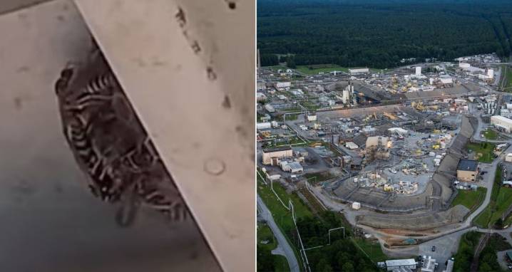 4 Radioactive Wasp Nests Found At Nuclear Site In South Carolina