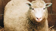 Cloning Fast Facts