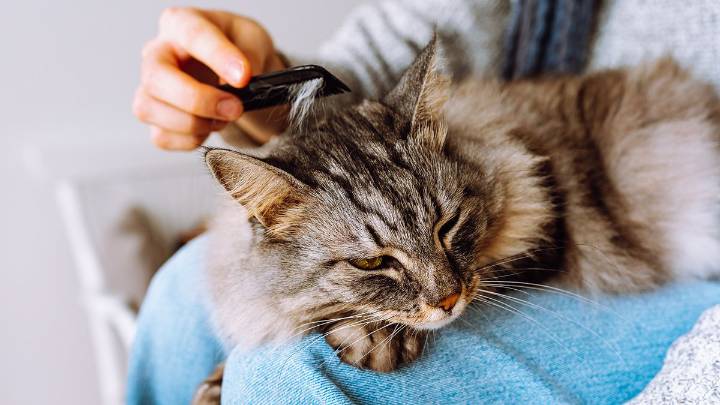 Why Is My Cat Shedding So Much All of a Sudden?