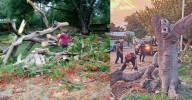 Valiosos tesoros urbanos: la importancia de los árboles en la calidad de vida