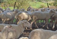 Confirmado el primer foco de lengua azul en Salamanca