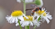 Wasps help control insects in the garden. Just keep nests away from people: Dan Gill's advice