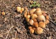 Have expert check a tree marked with mushrooms
